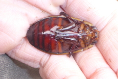 Dytiscus verticalis
