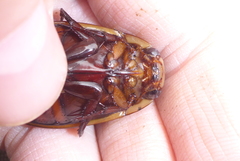 Dytiscus verticalis