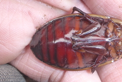 Dytiscus verticalis