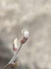 Astragalus geyeri geyeri