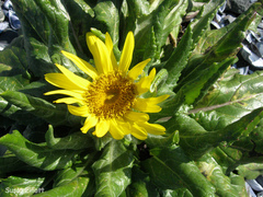 Senecio pseudoarnica