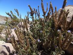 Phacelia setigera