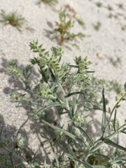 Johnstonella costata