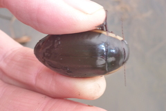 Dytiscus verticalis