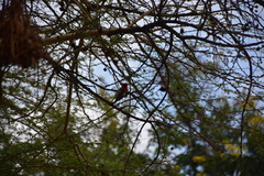 Anaplectes rubriceps