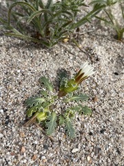 Glyptopleura marginata