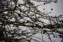 Anaplectes rubriceps