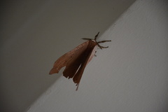 Anaplectes rubriceps