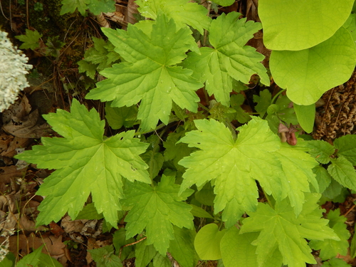 Heuchera villosa