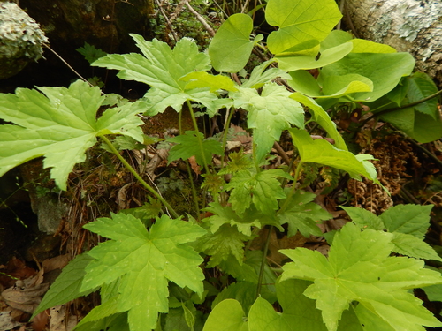 Heuchera villosa