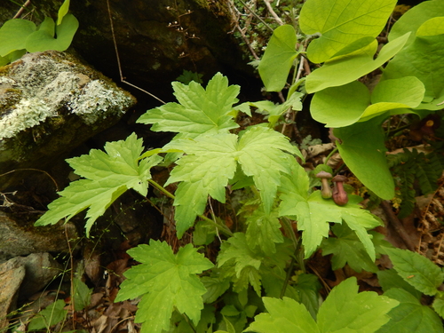 Heuchera villosa