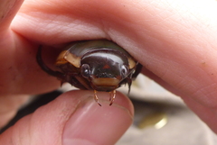 Dytiscus verticalis