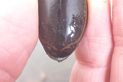 Dytiscus verticalis