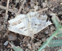 Chiasmia subcurvaria