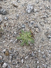 Glyptopleura marginata