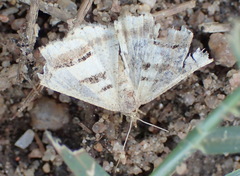 Chiasmia subcurvaria