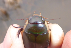 Dytiscus verticalis