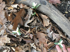 Trillium nivale