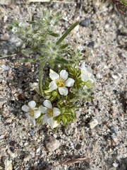Linanthus demissus