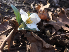 Trillium nivale