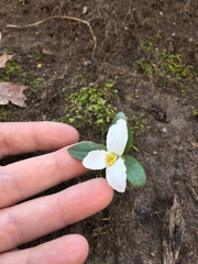 Trillium nivale