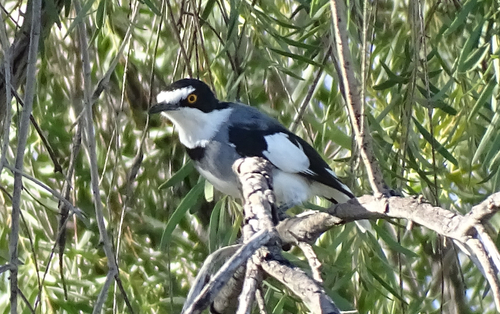 iNaturalist image