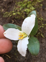Trillium nivale