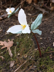 Trillium nivale
