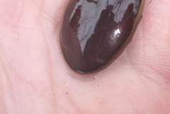 Dytiscus fasciventris
