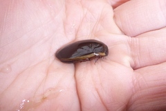 Dytiscus fasciventris