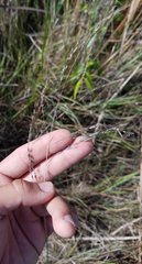 Eragrostis atrovirens