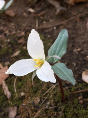 Trillium nivale