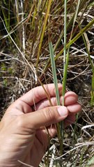 Eragrostis atrovirens