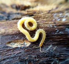 Schendyla nemorensis