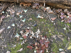 Trillium nivale