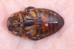 Dytiscus fasciventris