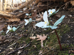 Trillium nivale