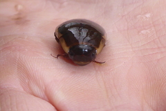 Dytiscus fasciventris