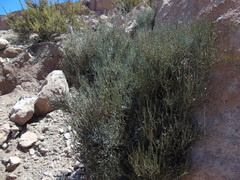 Ephedra breana