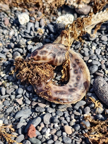 Leopard eel (Myrichthys pardalis) — Ophichthidae — 2