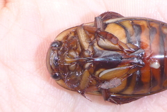 Dytiscus fasciventris