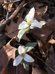 Trillium nivale