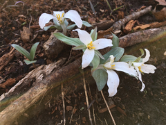 Trillium nivale