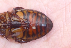 Dytiscus fasciventris