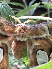 Rothschildia arethusa