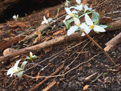 Trillium nivale