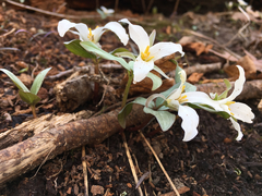 Trillium nivale