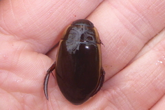 Dytiscus fasciventris