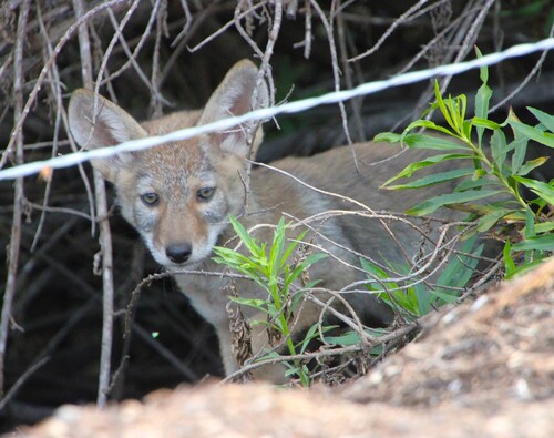 iNaturalist observation photo of Coyote