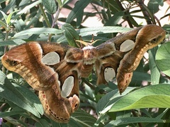 Rothschildia arethusa